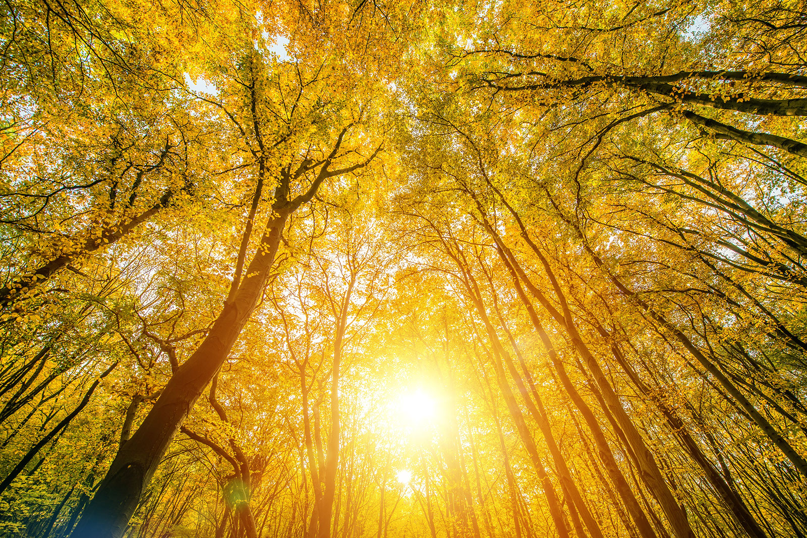 Sunlight streaming through a golden forest canopy